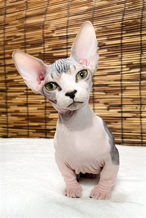Meet Alina the Playful Bambino Sphynx Kitten