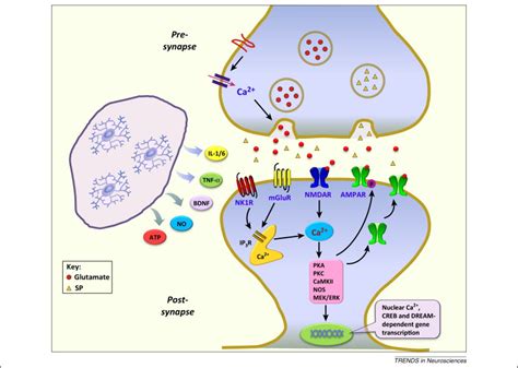 Synaptic Plasticity In Pathological Pain Trends In Neurosciences