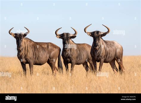 Common Blue Wildebeest Gnu Connochaetes Taurinus Mokala National