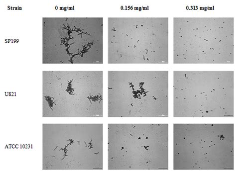 Eugenol Affects The Germ Tube Formation And Cell Adhesion Of Candida Albicans Journal Of Pure