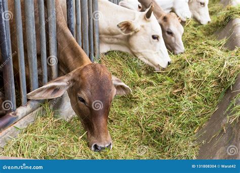 Beef Cattle Cow Livestock in Farm Stock Photo - Image of ensilage ...