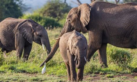 Best Place To See Elephants In Uganda Uganda Safari