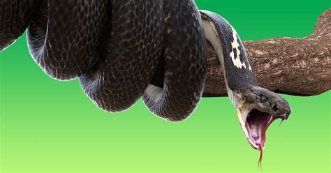 Can A Snake Crawl In Your Mouth As You Sleep Experts Examine Viral Video