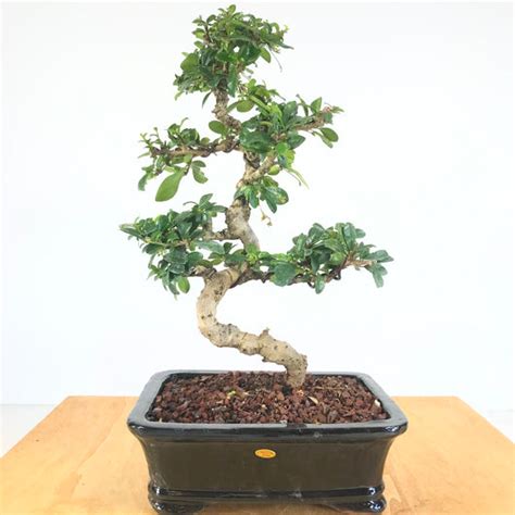 Fukien Tea Carmona Retusa Bonsai Allshapes Bonsai