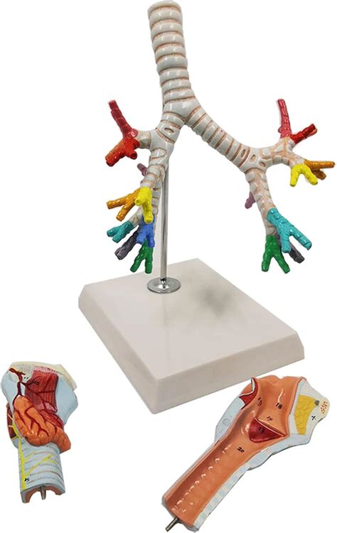 Syst Me Respiratoire Mod Le Anatomique Larynx Anatomie Pulmonaire