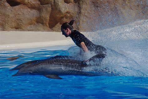 Dolphins Swim Fast Free Photos On Creazilla