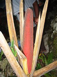 Red Fruit of Papua (Buah Merah Papua): Cures AIDS and Cancer?