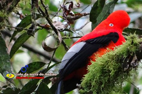 Ornitologia Galo Da Serra Andino Rupicola Peruvianus