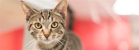 Adopt a Cat | Atlanta Humane Society