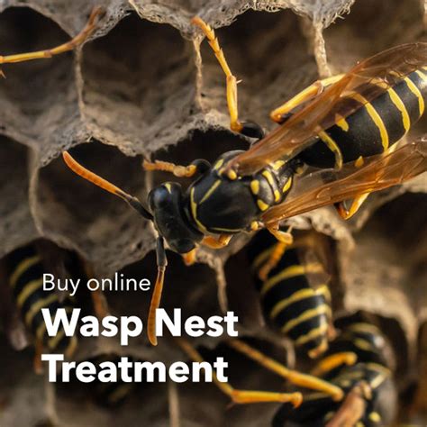 Wasp Nest Treatment - Summit Pest Control