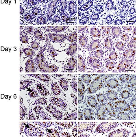 Germ Cell Development In Baxko Hom Mice And Wild Type Wt