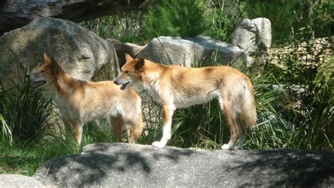 Definitive Guide To Dingo Facts, Habitat, Conservation Status, Zoo ...