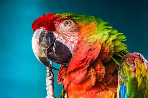 Rainbow Macaw Rainbow Color Macaw Colourful Parrot Hd Wallpaper