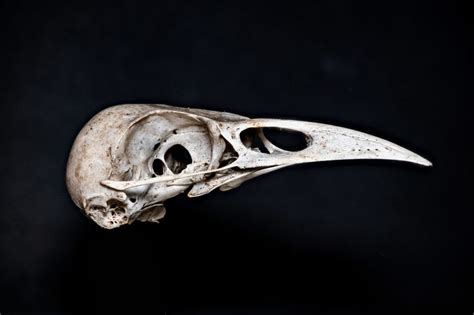 ‏bird Skull Bird Skull Skull Reference Animal Skulls