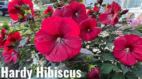 Hardy Hibiscus Youtube