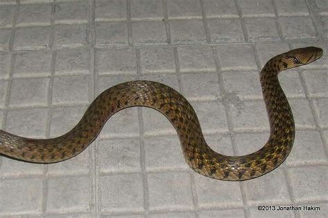 Checkered Keelback Snake