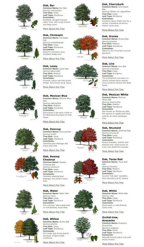 Texas Tree Selector: Landscape Trees and Leaf Identification