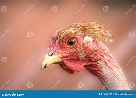 Transylvanian Naked Neck Or Turken Rooster Royalty Free Stock Image