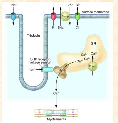 Dhp Ryr Receptors And Summation Hotsell Innoem Eng Psu Ac Th