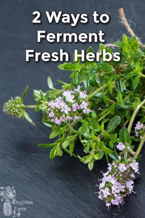 Fermented Fresh Herbs Preserve The Intense Flavor While Adding Probiotics