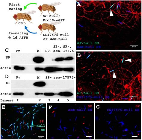 Figures And Data In Drosophila Seminal Sex Peptide Associates With Rival As Well As Own Sperm