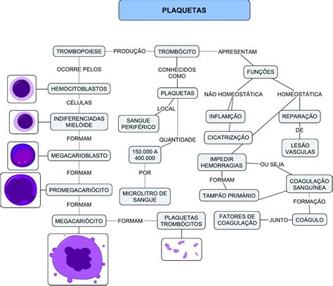 Plaquetas Mapa Mental Fisiologia I