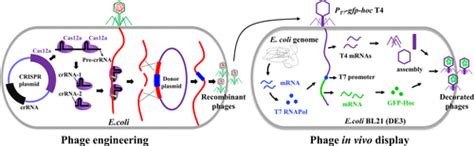 Engineering T4 Bacteriophage For In Vivo Display By Type V Crispr Cas