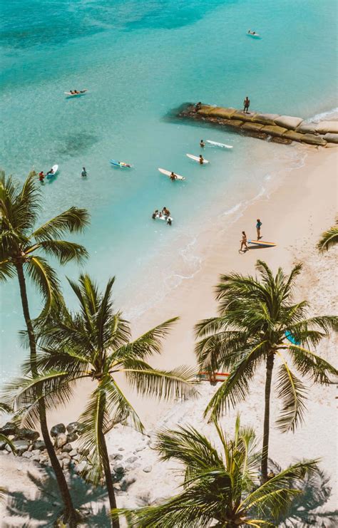 Download Tropical Beach Scene Coconut Trees Surfers Wallpaper ...