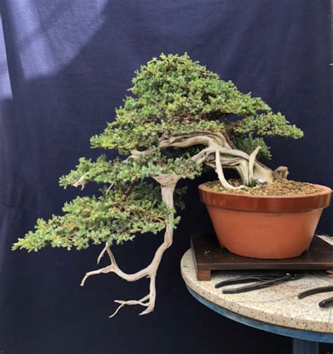 Image Adictos Bonsai Flickr