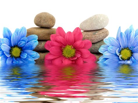 Wallpaper Flowers Water Reflection Rocks Petal Three Flowering