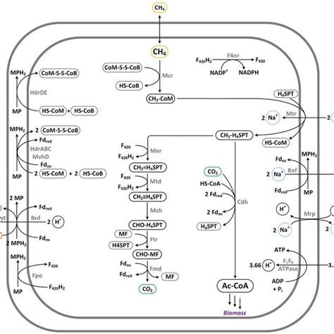 Pathway For Anaerobic Methane Oxidation Via Reverse Methanogenesis Download Scientific