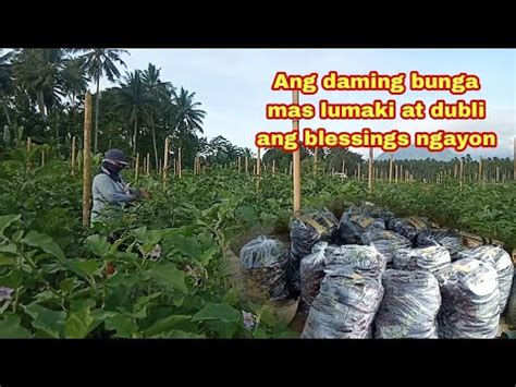 Daming Bunga Mas Lumaki Ang Blessings Ngayon Ll Talong Harvest YouTube