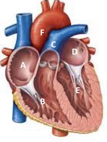 M Cardiac Cycle Flashcards Quizlet