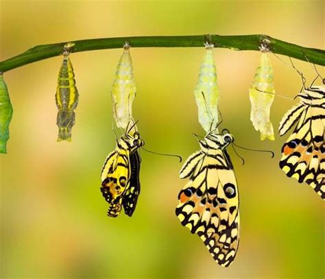 metamorphosis - Students | Britannica Kids | Homework Help