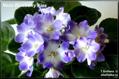 Ness' Blueberry Kiss - Фиалки на Алтае