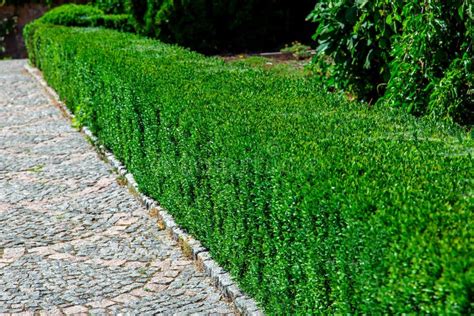 Trimmed Boxwood Bushes In A Well Groomed Park Stock Photo Image Of