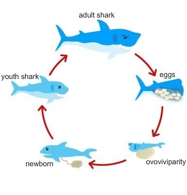 Shark Life Cycle