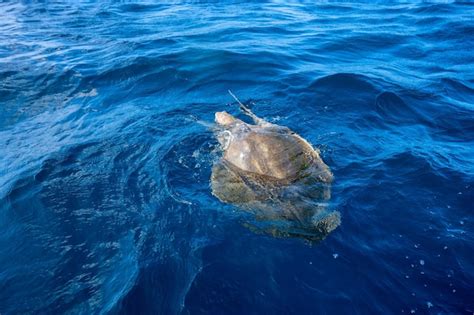 Premium Photo Olive Ridley Sea Turtles Or Lepidochelys Olivacea Performs Mating Ritual