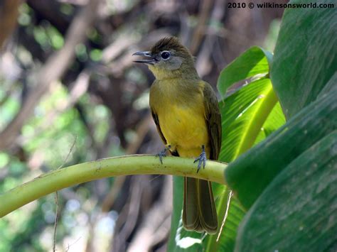 Pale Green Thrush Wilkinsons World