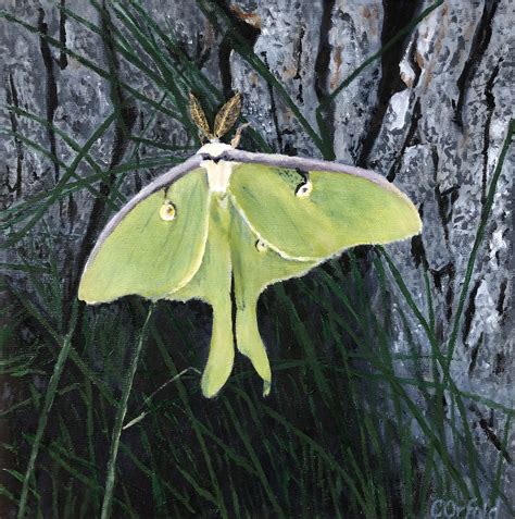 Luna Moth - Catherine Orfald