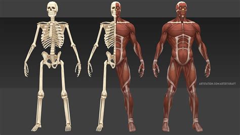 Anatomy study, Anatomy, Anatomy reference