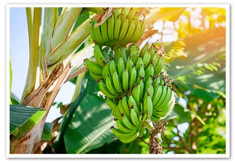 Productores Bananeros Advierten De Una Menor Oferta De Bananos En El