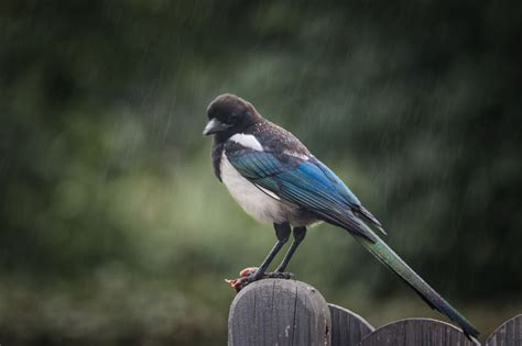 Bird Eurasian Magpie Common Free Photo On Pixabay Pixabay