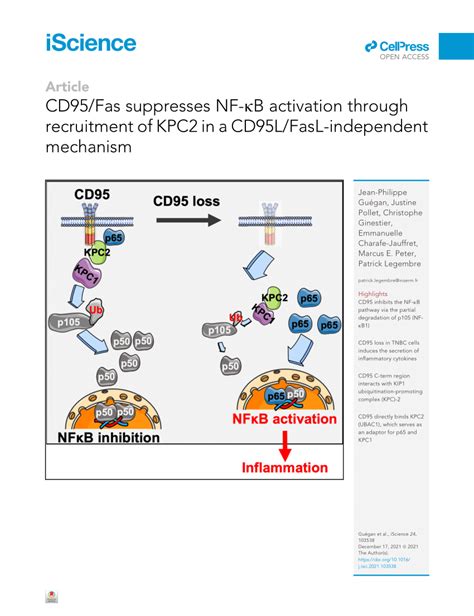 Pdf Cd95 Fas Suppresses Nf κb Activation Through Recruitment Of Kpc2