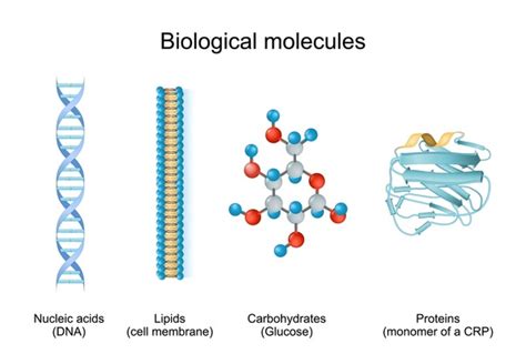 4,051 Biomolecules Royalty-Free Images, Stock Photos & Pictures | Shutterstock