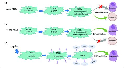 Regulation Of Mesenchymal Stem Cells Mscs By Chaperone Mediated