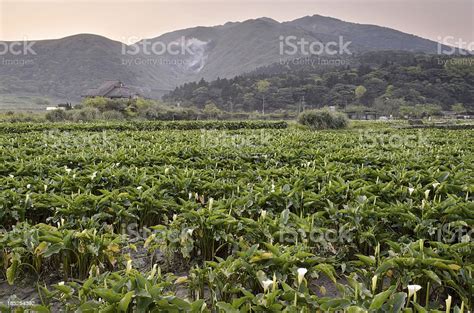 White Calla Lily Farm Stock Photo Download Image Now Agricultural