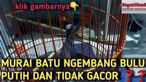 MURAI BATU NGEMBANG BULU PUTIH DAN TIDAK GACOR GIMANA PERAWATANYA