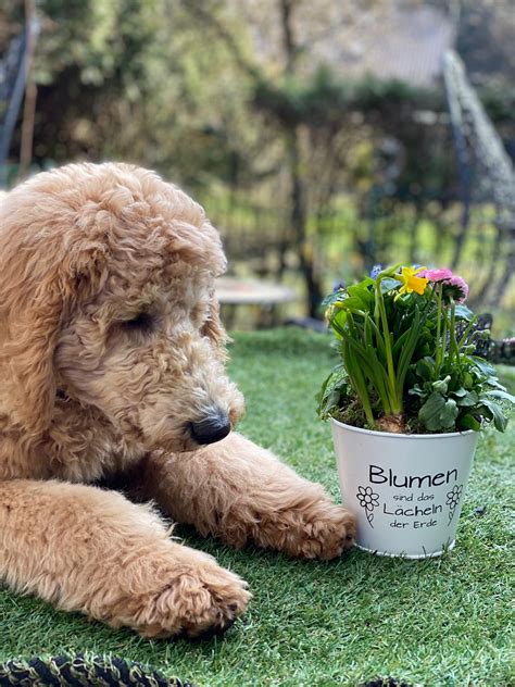 Goldendoodle Standard Poodle K Nigspudel Gro Pudel Golden Retriever