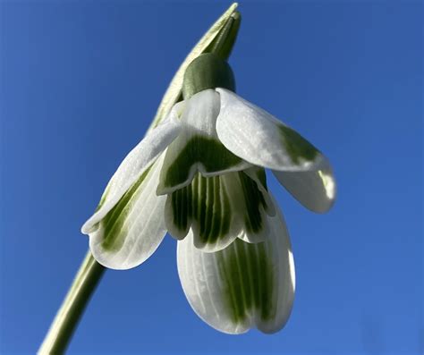 Galanthus ‘green Of Hearts Morlas Plants